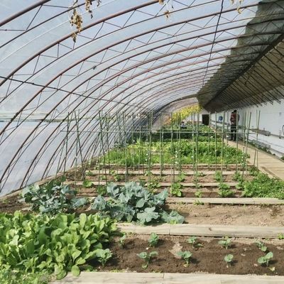 햇빛 온실 수식물 채소 생산 미국 패키지 총 무게 100.000kg