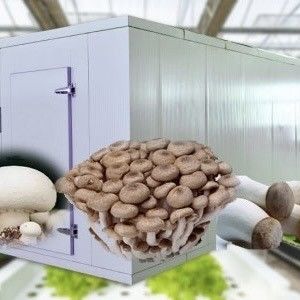US 10000/Piece 온실 컨테이너 지붕 잎자루 1 조각 미니 주문