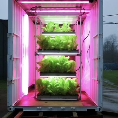 18000.000kg 잎자루 채소 패키지 온실 총중량 및 쉽게 환불