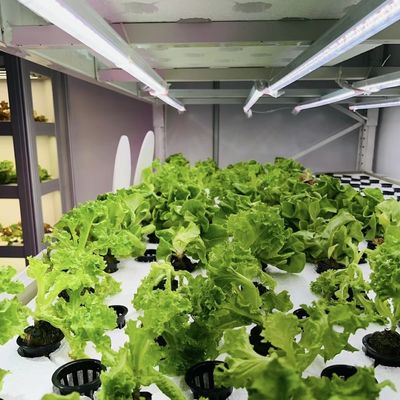 18000.000kg 잎자루 채소 패키지 온실 총중량 및 쉽게 환불