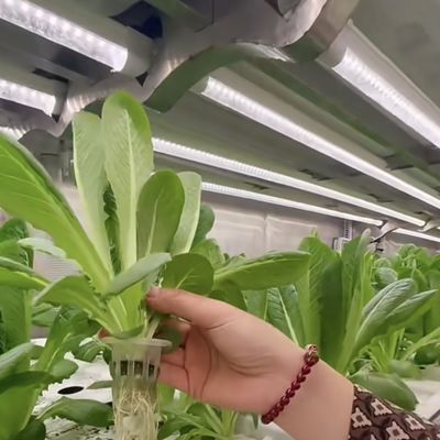 18000.000kg 잎자루 채소 패키지 온실 총중량 및 쉽게 환불
