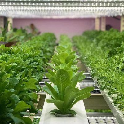18000.000kg 잎자루 채소 패키지 온실 총중량 및 쉽게 환불