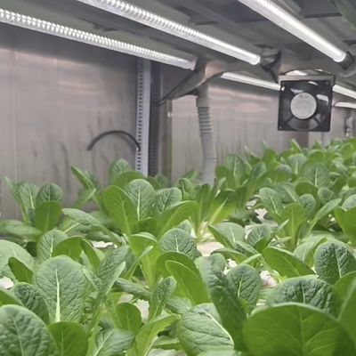 18000.000kg 패키지 총 무게 녹색 잎 채소 재배 용기 온실