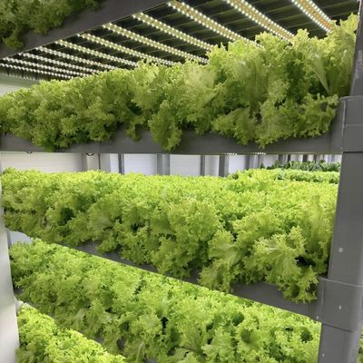 18000.000kg 패키지 총 무게 녹색 잎 채소 재배 용기 온실