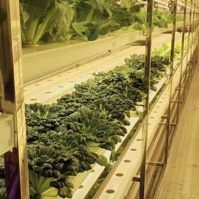 18000.000kg 패키지 총 무게 녹색 잎 채소 재배 용기 온실