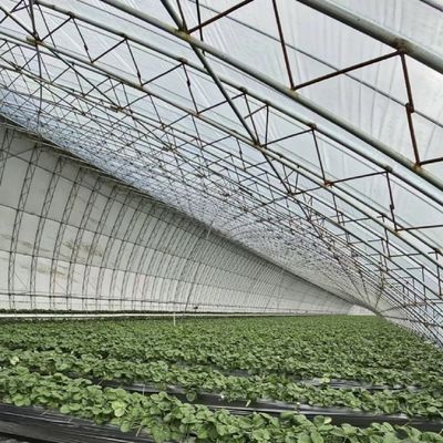 태양광 온실 원산지 꽃 심기 패키지 크기 50.00cm * 60.00cm * 50.00cm
