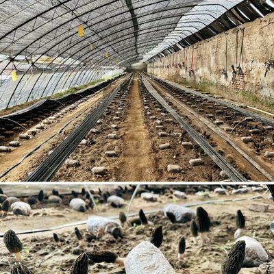 30 일 환불 원산지 매립 관개 온실 고객 만족