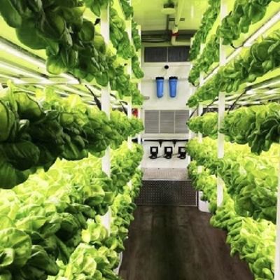 18000.000kg 녹색 잎 채소 재배용 컨테이너 하우스 환불 보증