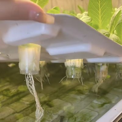 18000.000kg 녹색 잎 채소 재배용 컨테이너 하우스 환불 보증