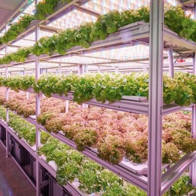 18000.000kg 녹색 잎 채소 재배용 컨테이너 하우스 환불 보증