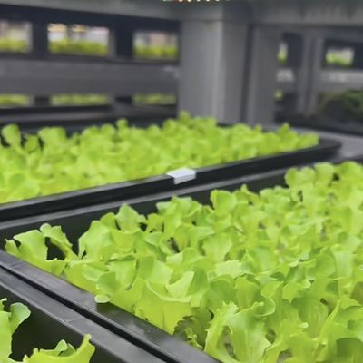 18000.000kg 녹색 잎 채소 재배용 컨테이너 하우스 환불 보증