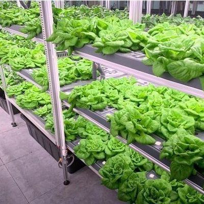 상용 수직 농업 컨테이너 온실 수식 시스템