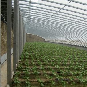 패키지 총 무게 2000.000kg 가벼운 햇빛 온실 채소 재배