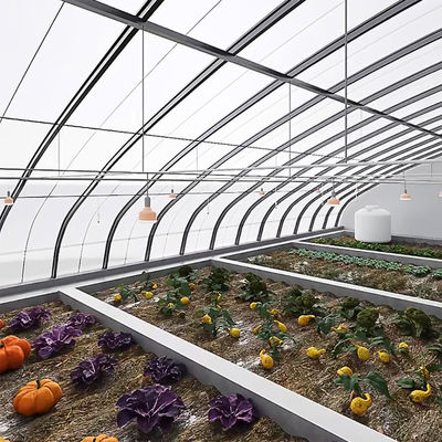 패키지 총 무게 2000.000kg 가벼운 햇빛 온실 채소 재배