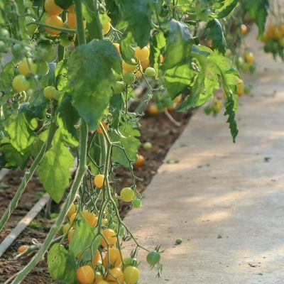 패키지 총 무게 2000.000kg 가벼운 햇빛 온실 채소 재배