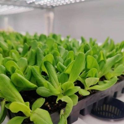 수식 혁신을 가진 수직 농업 컨테이너 온실 미국 통화