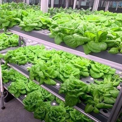 높은 습도 수직 농장 수식 컨테이너 온실 채소
