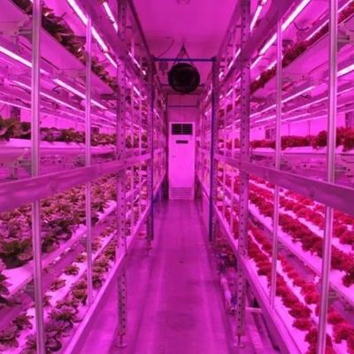 커스터마이징 JX-CG-125 수직 농업 컨테이너 온실 수식 시스템
