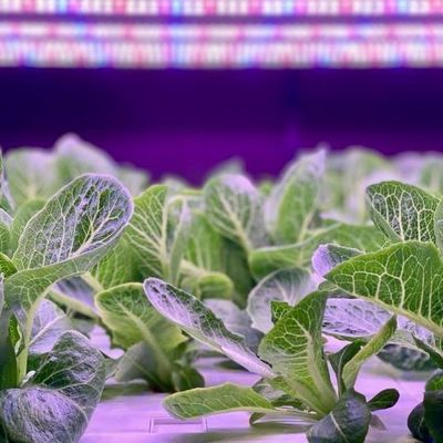 커스터마이징 JX-CG-125 수직 농업 컨테이너 온실 수식 시스템