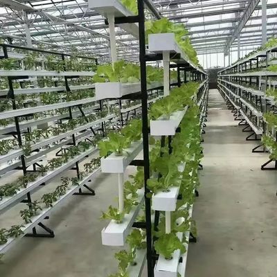 수직 농업 컨테이너 온실 40HQ 수식 컨테이너와 함께 리퍼