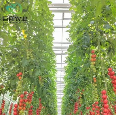 미국 화폐 Juxiang 농업 Nft 수식 시스템 채소용 유리 온실