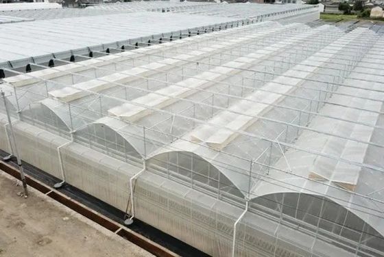 주시안 (Juxiang) 수식 농장 필름 온실