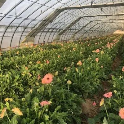 미국 단일 아치 수소농조 온실 펠퍼 생산 패키지 총 무게 2000.000kg