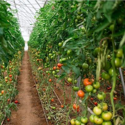 미국 단일 아치 수소농조 온실 펠퍼 생산 패키지 총 무게 2000.000kg