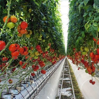 2000.000kg 패키지 총중량 채소 재배용 방수 안개 필름 온실
