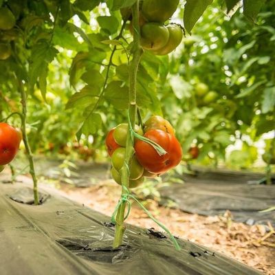 2000.000kg 패키지 총중량 채소 재배용 방수 안개 필름 온실
