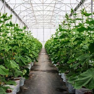2000.000kg 패키지 총중량 채소 재배용 방수 안개 필름 온실