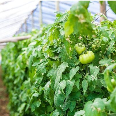 2000.000kg 패키지 총중량 채소 재배용 방수 안개 필름 온실