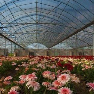 사용자 정의 옵션 Juxiang Hydroponic 시스템 채소 재배 필름 온실