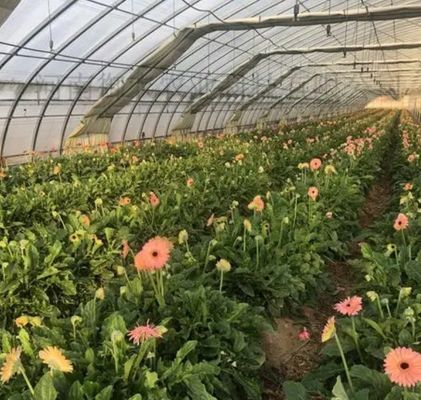 사용자 정의 옵션 Juxiang Hydroponic 시스템 채소 재배 필름 온실