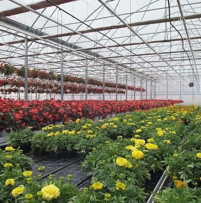 사용자 정의 옵션 Juxiang Hydroponic 시스템 채소 재배 필름 온실