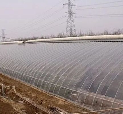 수산물 농산물 시장을 위한 다단계 단판 수식 토마토 재배 온실