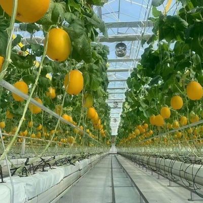 적절한 지능형 정원 유리 프레임 농업 온실 판매 100.000kg 총 무게