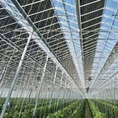 미국 Hot DIP Galvanized Steel Multi Span Glass 온실 50.00cm * 60.00cm * 80.00cm