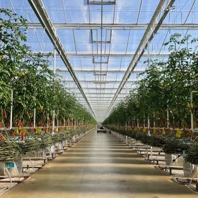 미국 Hot DIP Galvanized Steel Multi Span Glass 온실 50.00cm * 60.00cm * 80.00cm