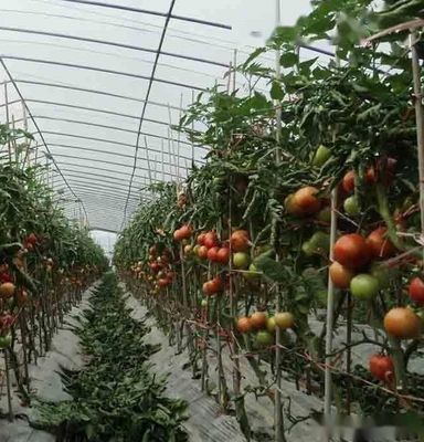 1209.00cm * 235.00cm * 239.00cm 필름 커버 토마토와 오징어 재배를 위한 온실