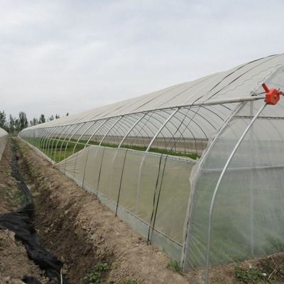 1209.00cm * 235.00cm * 239.00cm 필름 커버 토마토와 오징어 재배를 위한 온실