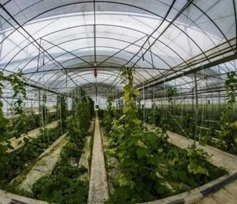 2000.000kg 패키지 총중량 듀얼 아크 온실용 싱글 판 수식 시스템
