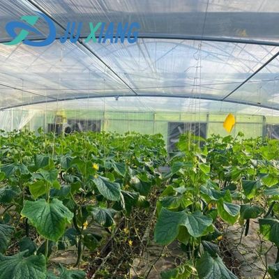 하이드로포닉스 (Hydroponics) 아치형 지붕과 멀티 스펜 디자인으로 구성된 스트롬 습도 조절 온실