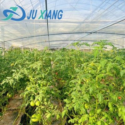 하이드로포닉스 (Hydroponics) 아치형 지붕과 멀티 스펜 디자인으로 구성된 스트롬 습도 조절 온실