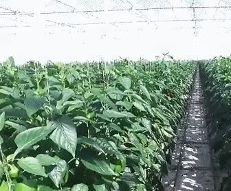 도마토와 후추를 위한 복도 지붕 건설