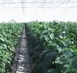 꽃 생산을 위한 단일 또는 다발 Juxiang 이중층 필름 온실