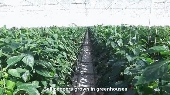 미국/캐나다 철강 구조 채소 심기 수식용 단일 아치 온실