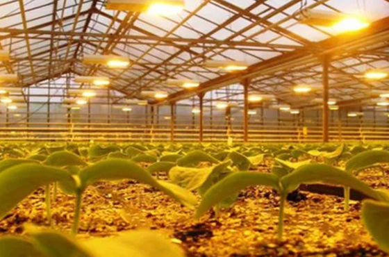 토마토 오징어 라투스 재배 시스템 총 무게 2000,000kg 요청 맞춤화