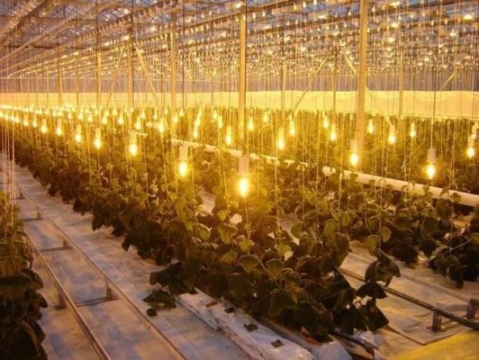 토마토 오징어 라투스 재배 시스템 총 무게 2000,000kg 요청 맞춤화
