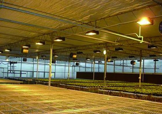 토마토 오징어 라투스 재배 시스템 총 무게 2000,000kg 요청 맞춤화
